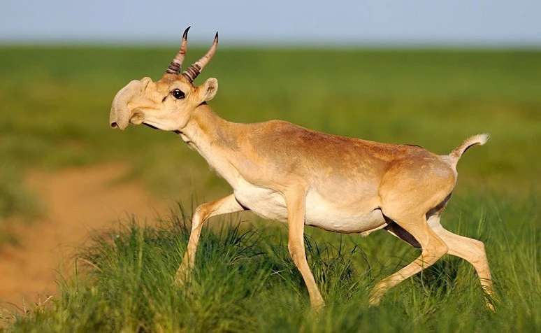 جاز بويى تيتىقتاتتى
