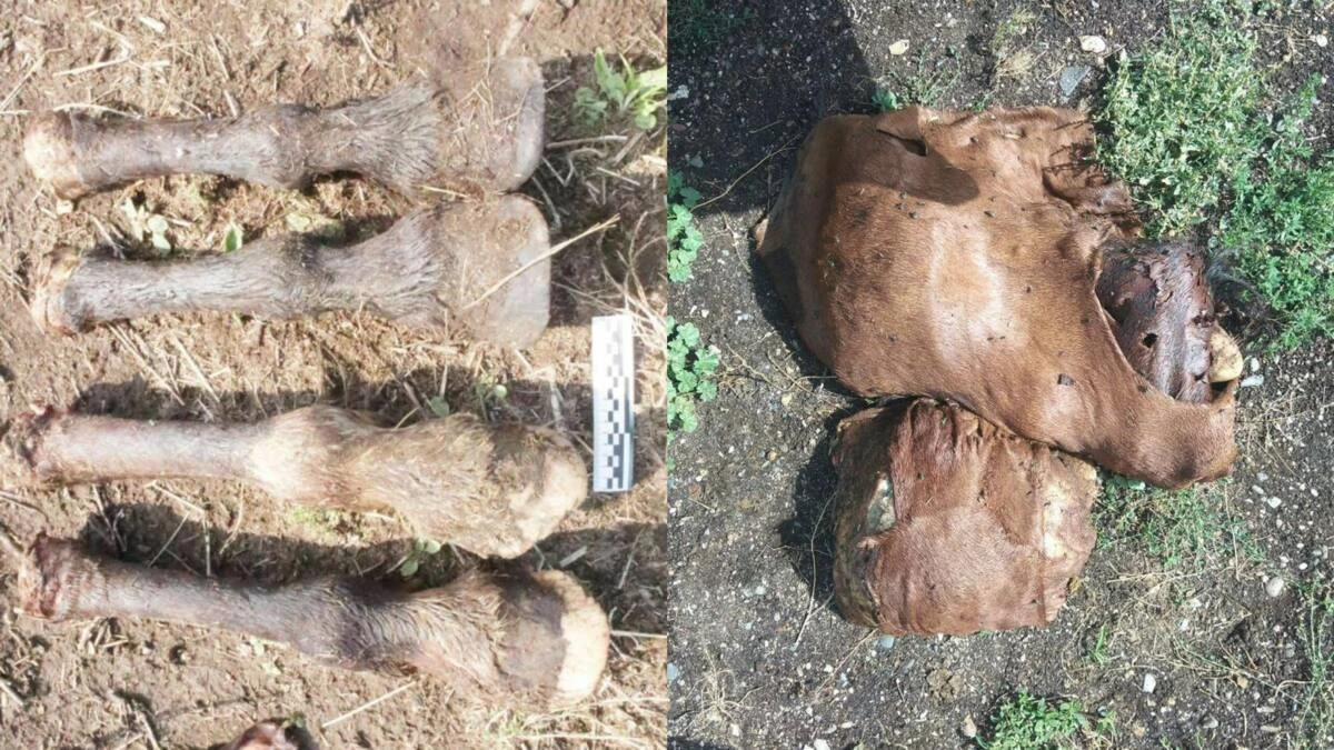 54 باس جىلقىنى ايداپ اكەتكەن ۇرى ۇستالدى