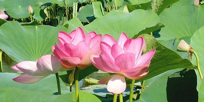 اتىراۋداعى  لوتوس القابى