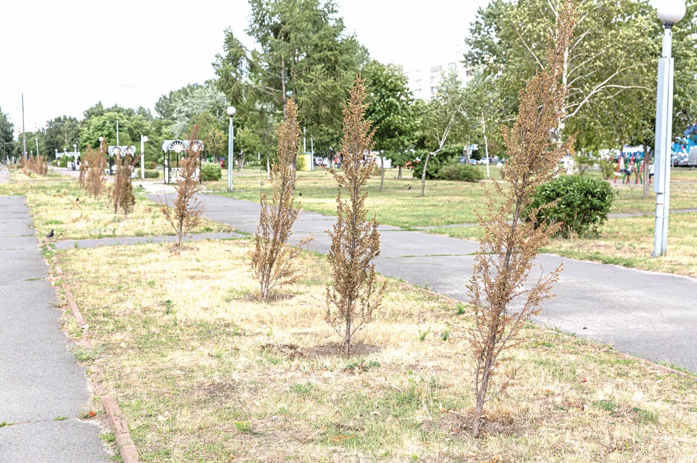 بيۋدجەت كوشەتتەرى كوكتەي سولماسىن دەسەك...