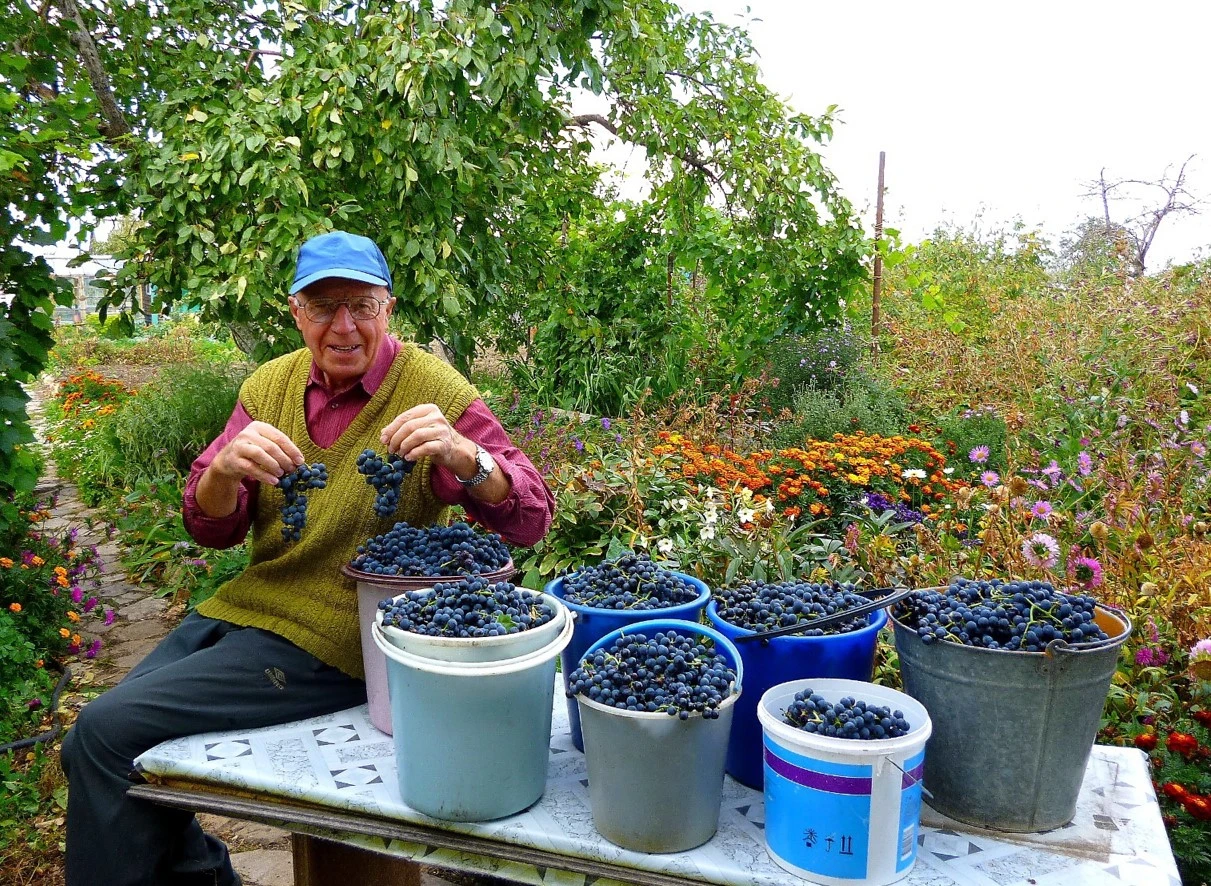 ساياجاي قىزىعى – كوكشەنىڭ ءجۇزىمى