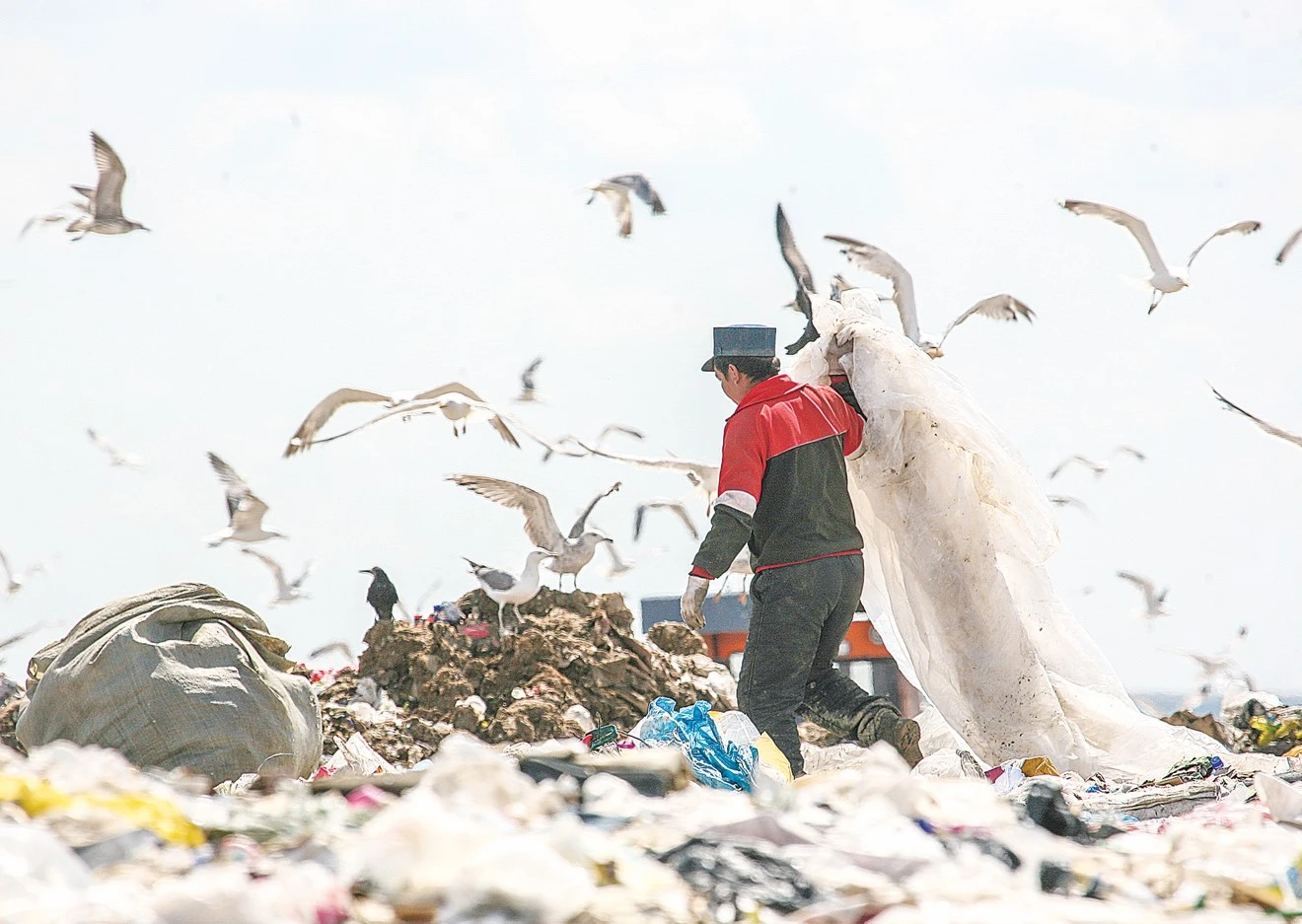 تاۋ-تاۋ قوقىس قورشاعان