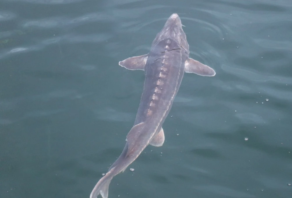 بالىق تا – بايلىق