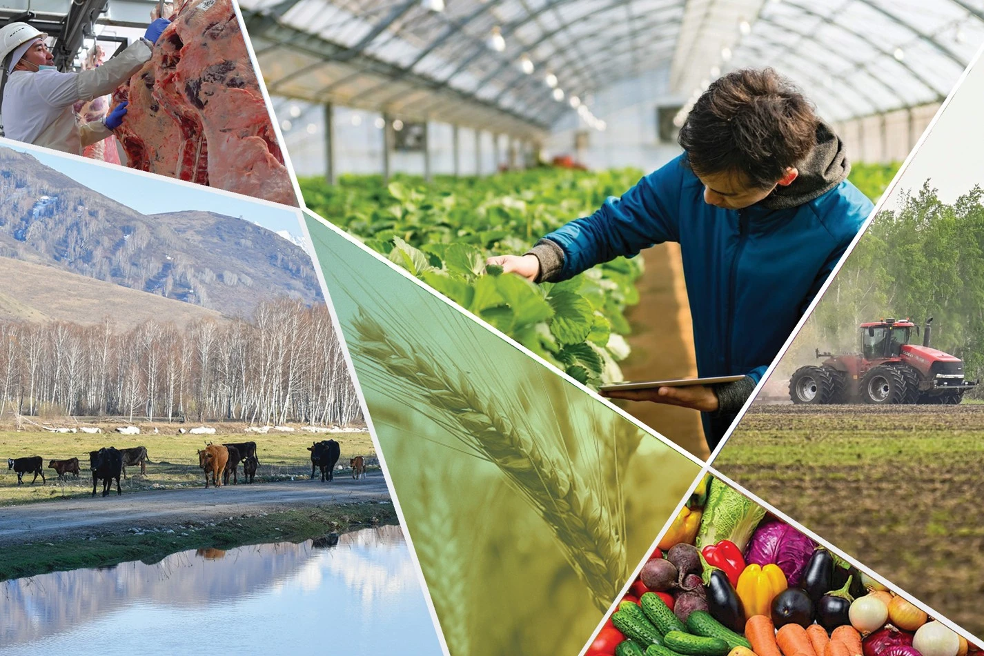 العا جەتەلەيتىن جاڭا اگروساياسات