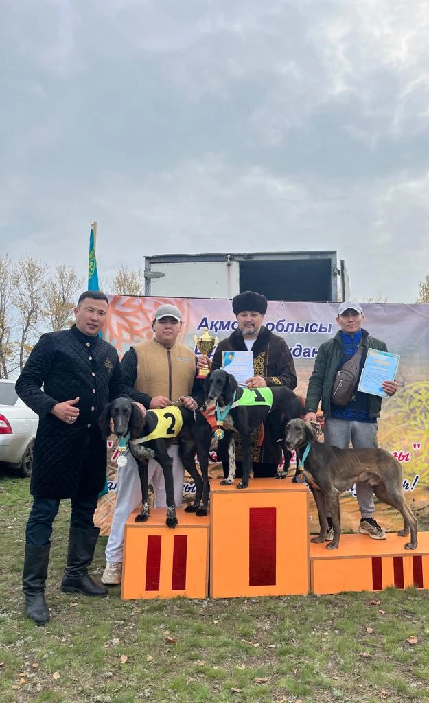 تازىلار تارتىسى