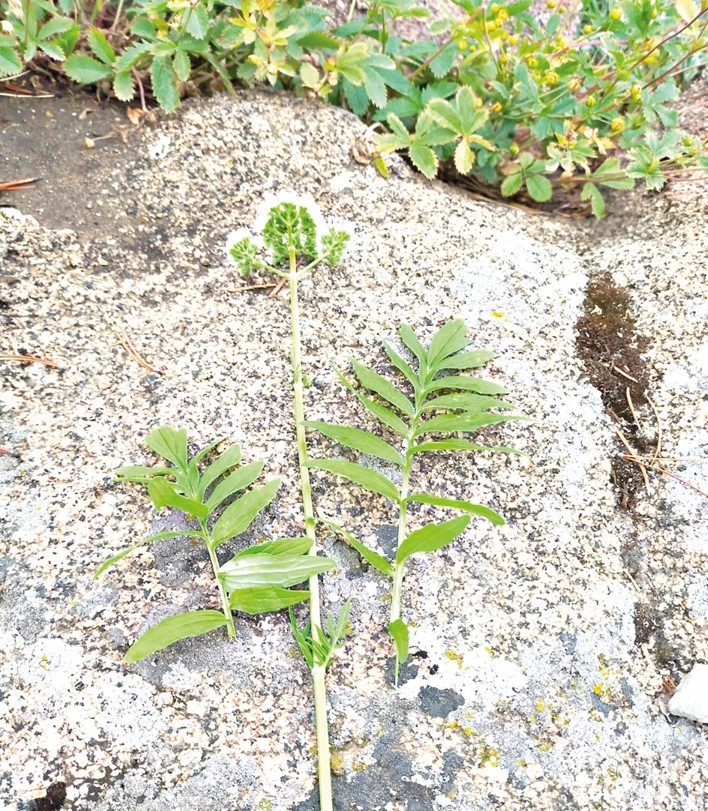 گەرباري قورى تسيفرلاندىرىلادى