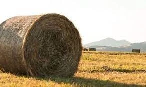 قاراعاندى وبلىسى: ءبىر ورام ءشوپ –  15 مىڭ تەڭگە