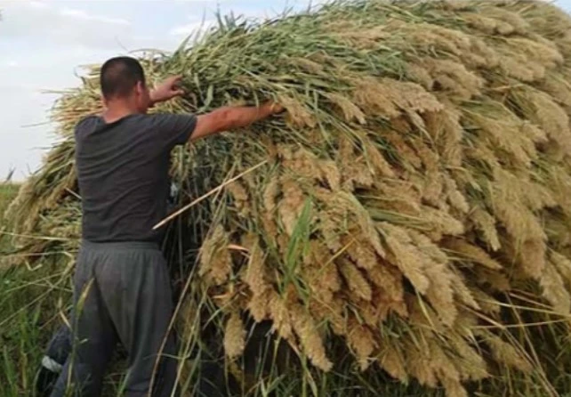 جەتىسۋ وبلىسى: قامىستىڭ دا قۇنى شارىقتاپ كەتتى