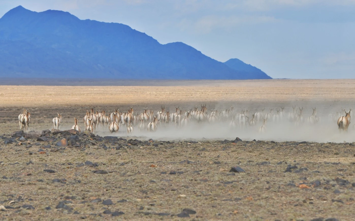 قىرىق قۇلان «التىن دالانى» جايلايدى