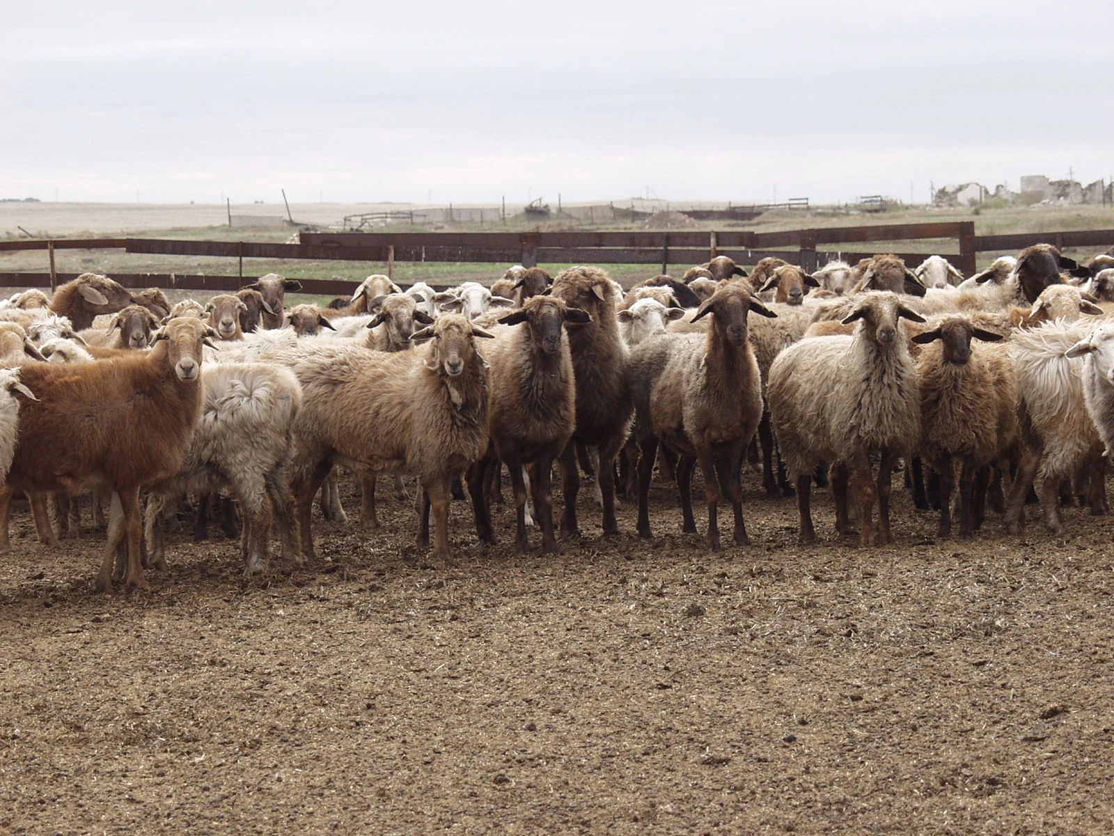 مال وسىرسەڭ, قوي ءوسىر...