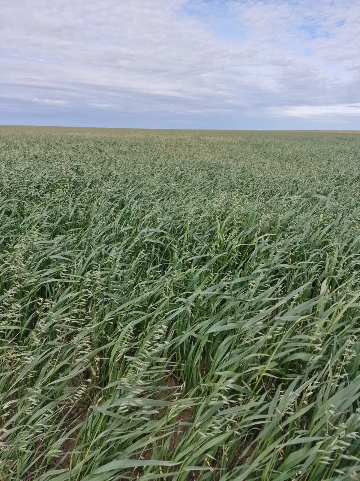 قوڭىر كۇزدە جەر كوكتەدى