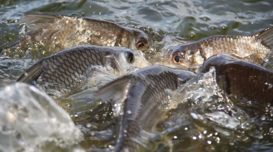 بالىقتى اۋلاي دا, قورعاي دا بىلەيىك