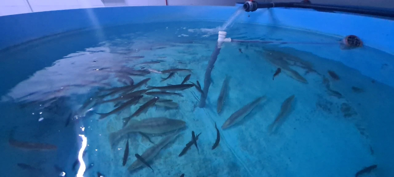 كوكسەركەنى كوبەيتۋ ءتاسىلى