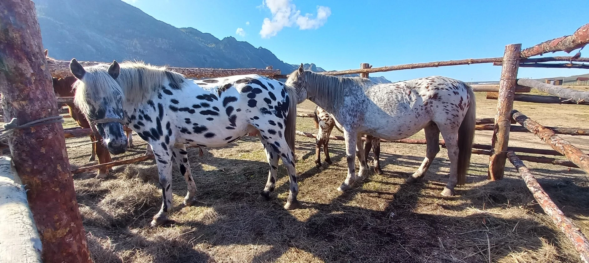 جىلقىنى ساپالاندىرۋعا دا عىلىم كەرەك