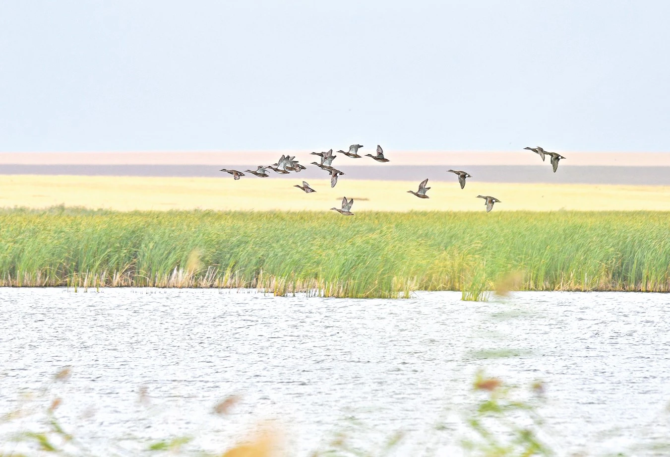 بالىعى جوق كول جەتىم