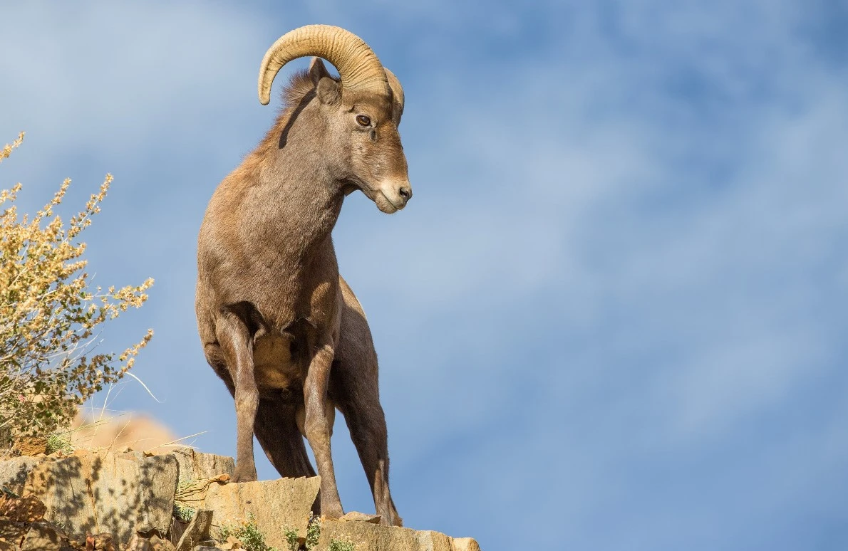 ارقار سانى ارتىپ كەلەدى