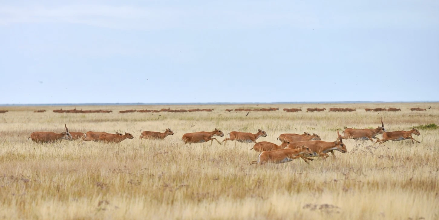 وسكەن جەرگە سىيماي كەتىپ بارادى...