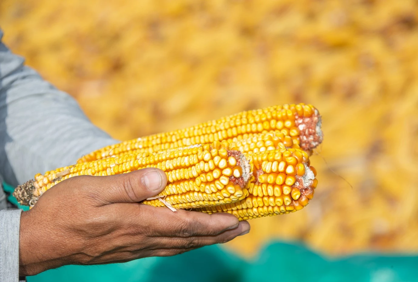 جۇگەرىشى جايىن جۇرە تىڭداماڭىز