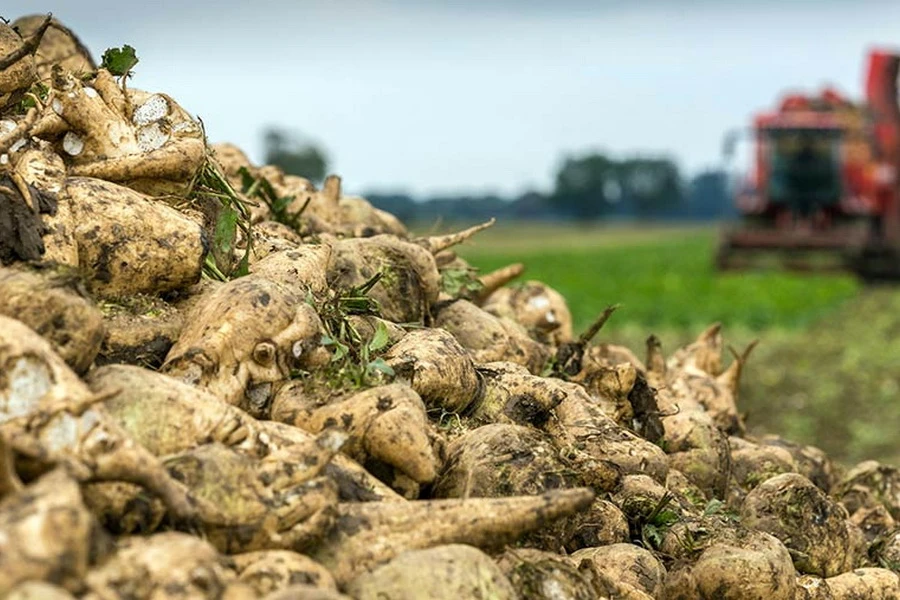 الاكولدەگى الىپ قىزىلشا