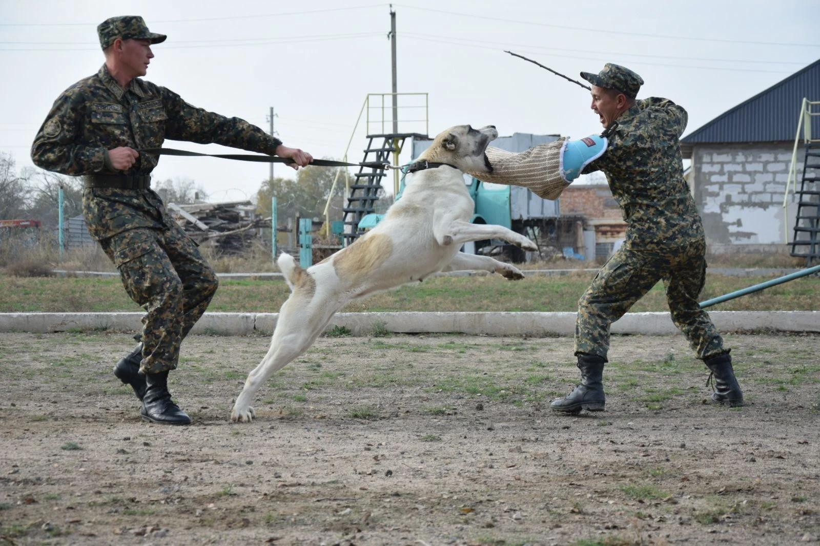 كاسىبى – كينولوگ