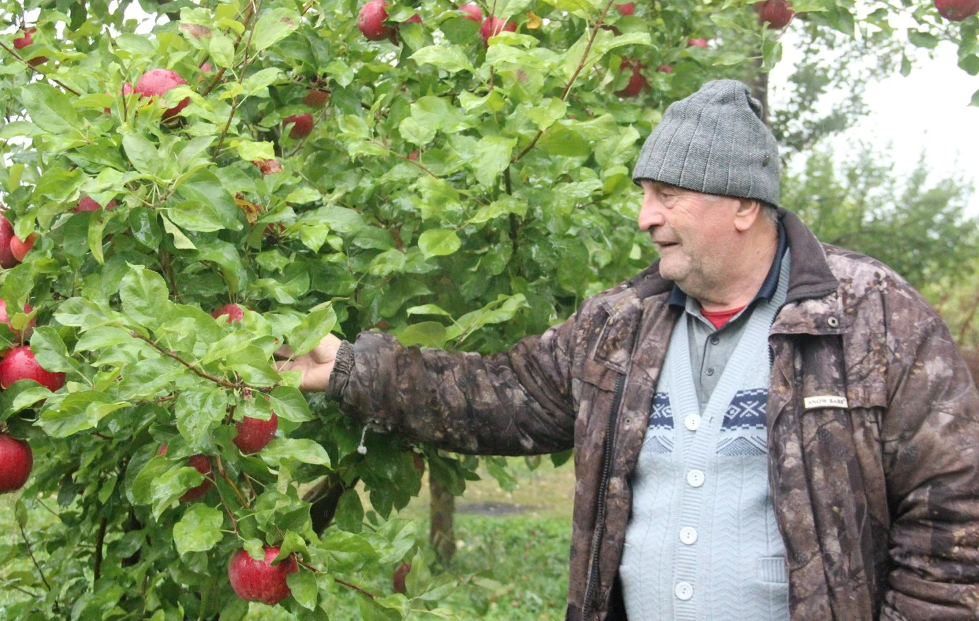 باققا دا باپ كەرەك