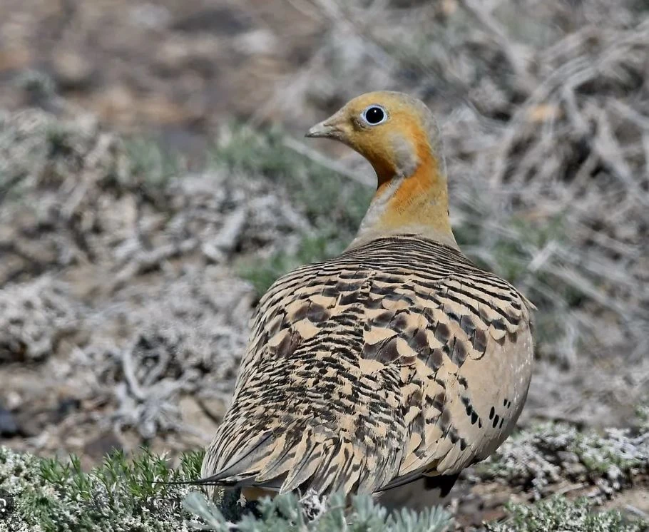 بۇلدىرىق كوزدەن بۇلبۇل ۇشىپ بارادى