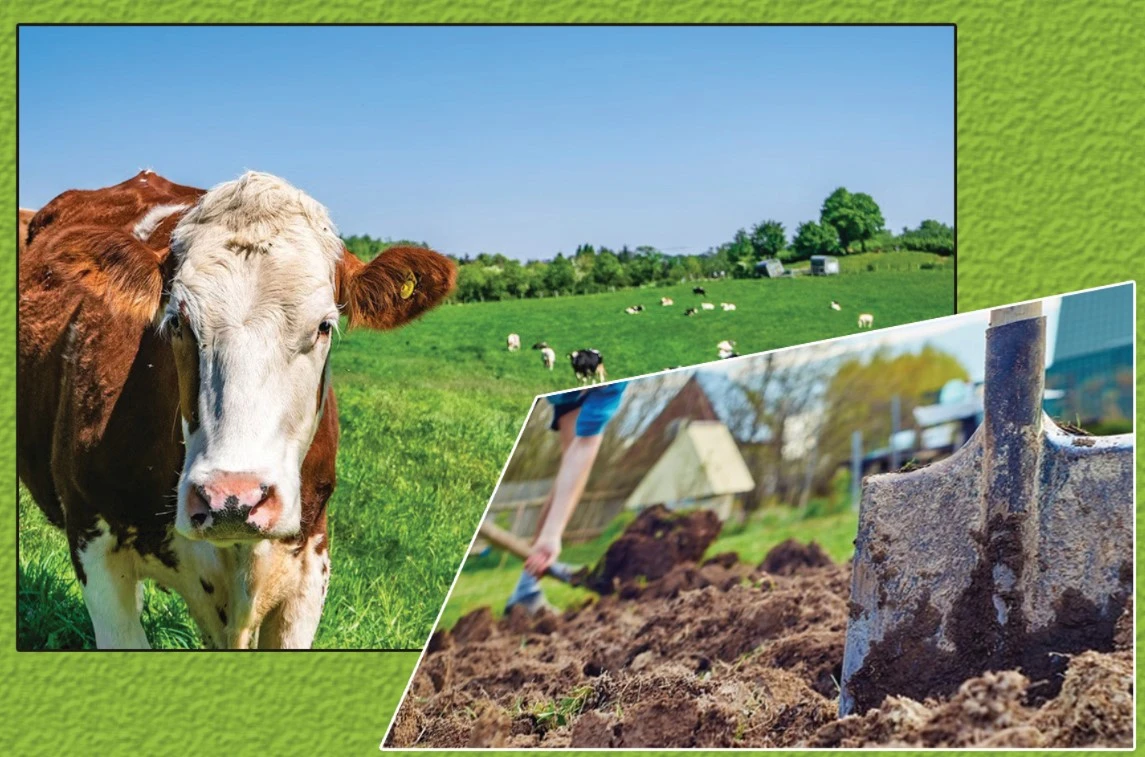 ور قازامىن دەپ وپىق جەدى