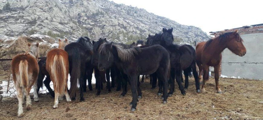 43 باس جىلقىنى ايداپ اكەتكەن ۇرىلار ۇستالدى