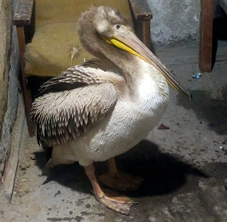 بىرقازان باعىپ وتىر