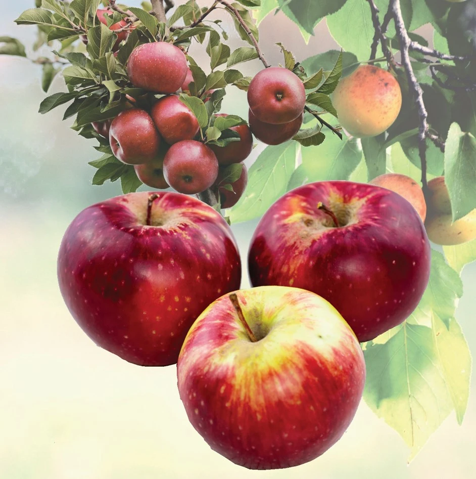 اپورتتىڭ باعى قالاي جانادى؟