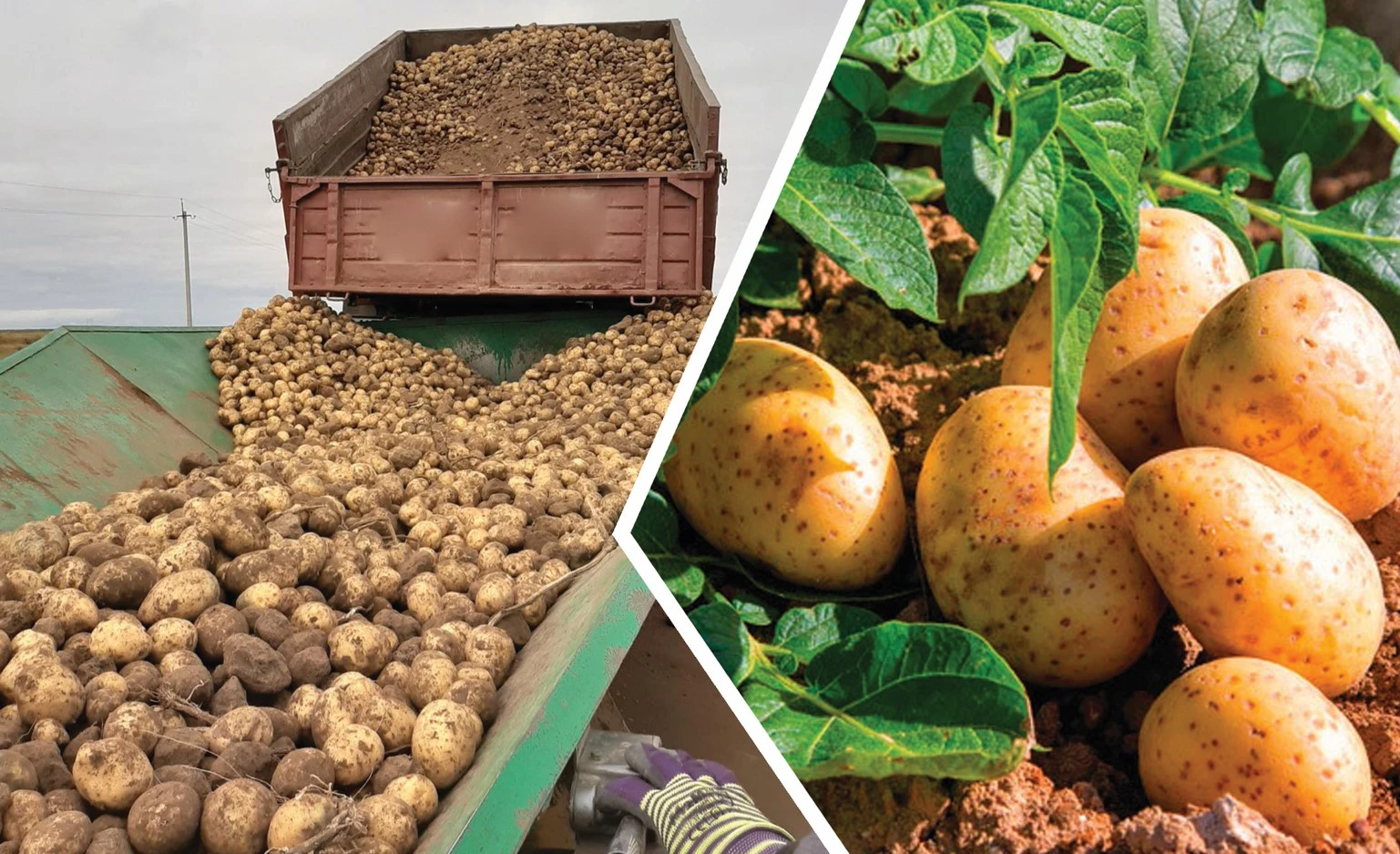 كەرەكۋلىك كارتوپ وسىرۋشىلەر نەگە الاڭدايدى؟