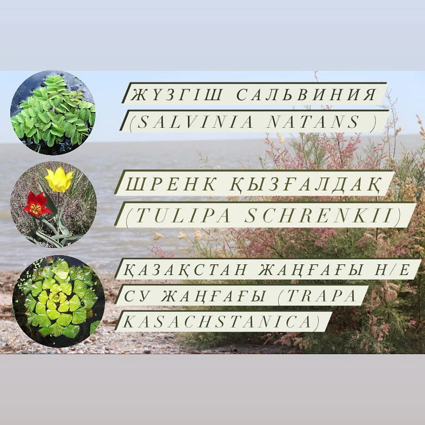 كاسپي ساعاسىنداعى قورىق