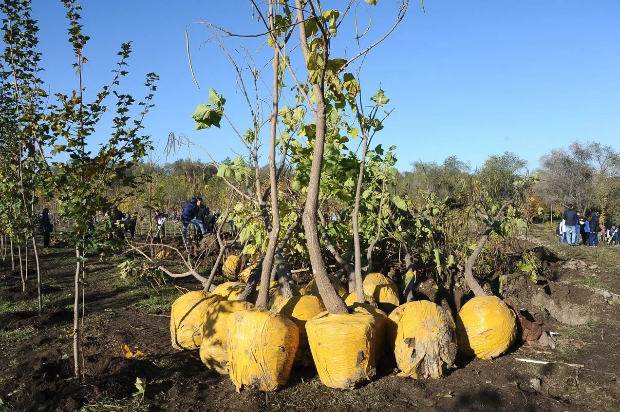 كۇزدە ەككەن كوشەت تە كوگەرەدى