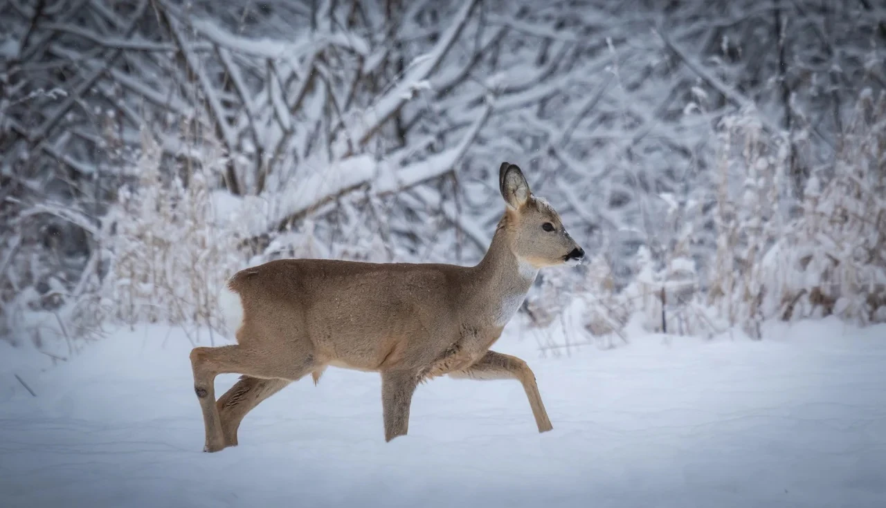 ەل ىشىندە ەلىك ءجۇر