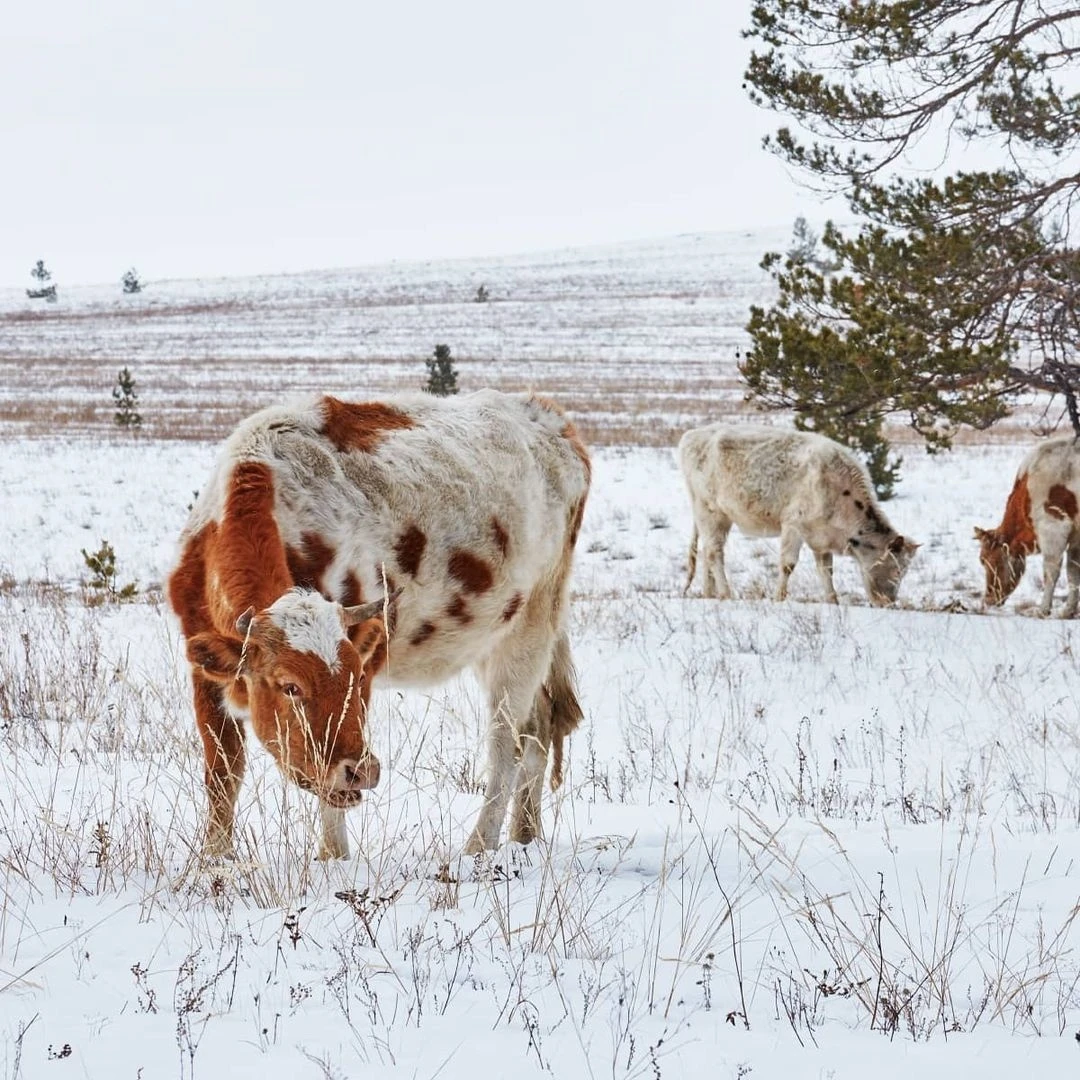 مالىڭا اباي بول!