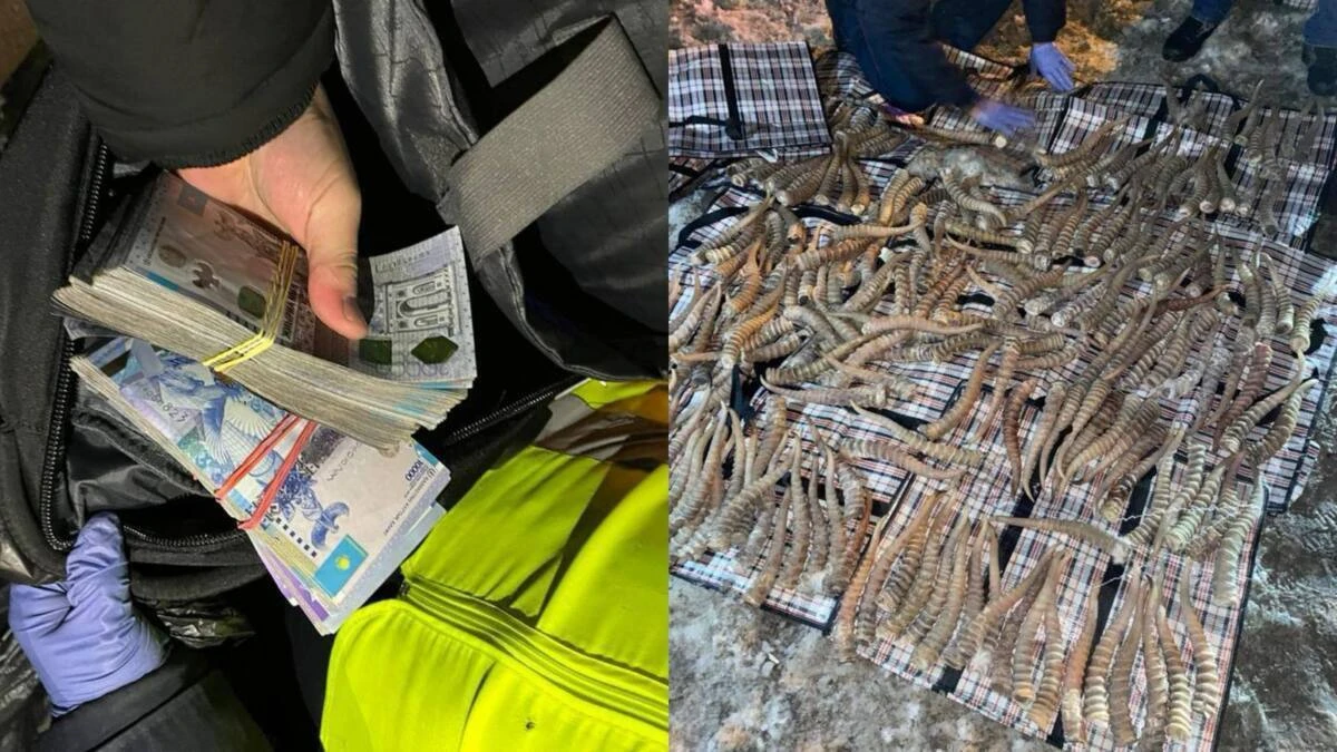 قۇنى 2 ملرد تەڭگە. شەتەلدىكتەن اقبوكەن ءمۇيىزى تاركىلەندى