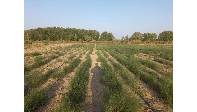 ارال تەڭىزىنىڭ قۇرعاعان تۇبىنە سەكسەۋىل وتىرعىزىلادى