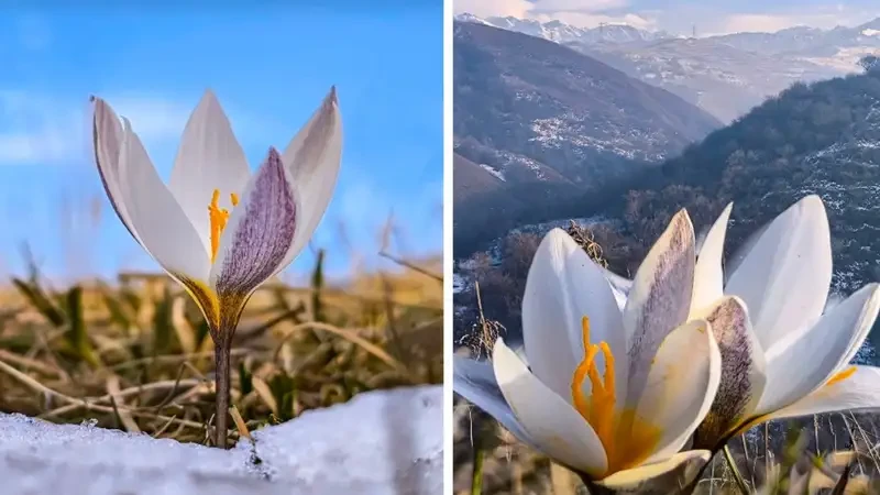 الماتى تاۋلارىندا بايشەشەك گۇلدەدى