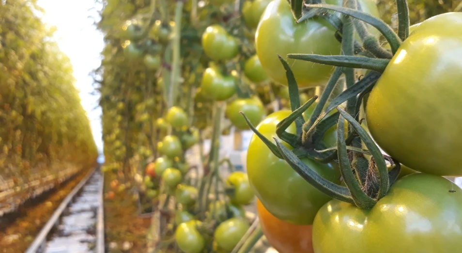 ەكىباستۇزداعى جىلىجاي جابىلماسا يگى