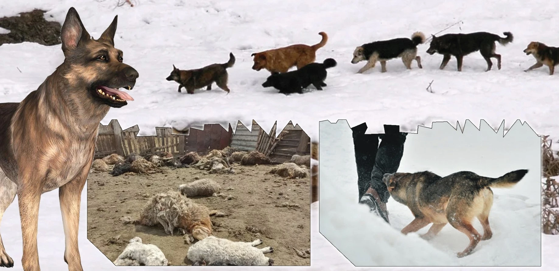 قاڭعىباس يتتەن كىم قورعايدى؟