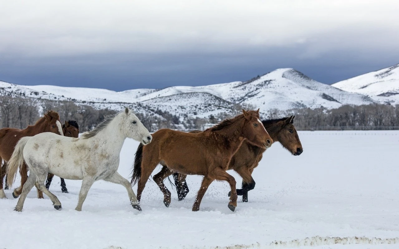 جىلقىنىڭ جايىن ويلاساق...