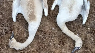 ماڭعىستاۋ وبلىسىندا مىڭعا جۋىق اققۋدىڭ ولەكسەسى تابىلدى