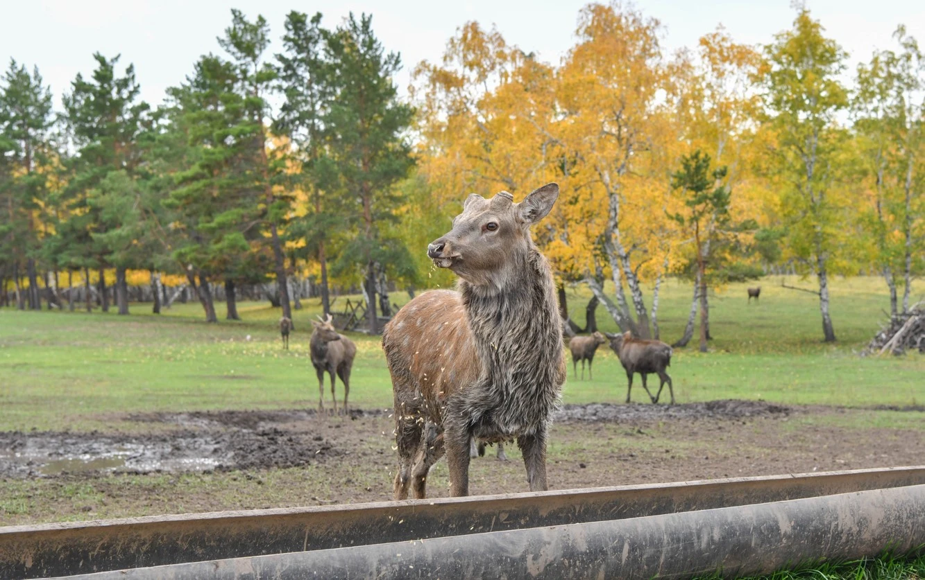 اگروتۋريزمگە تاپتىرماس ايماق