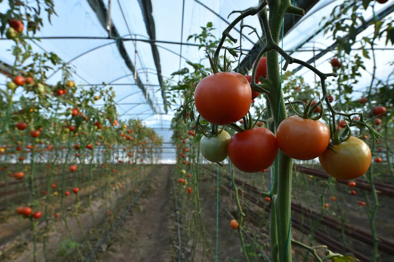 جىلىجاي سالاسىنىڭ جاعدايى