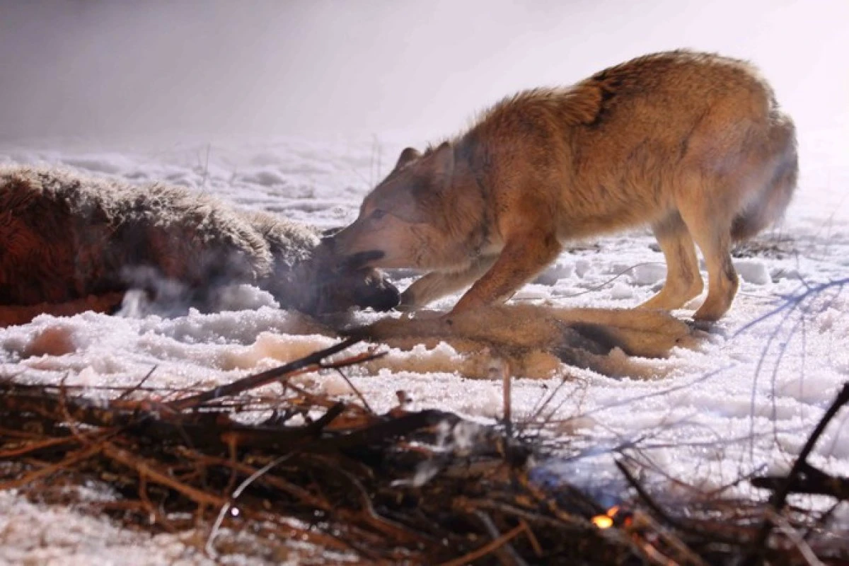 قويعا شاپقان قاسقىر ما؟