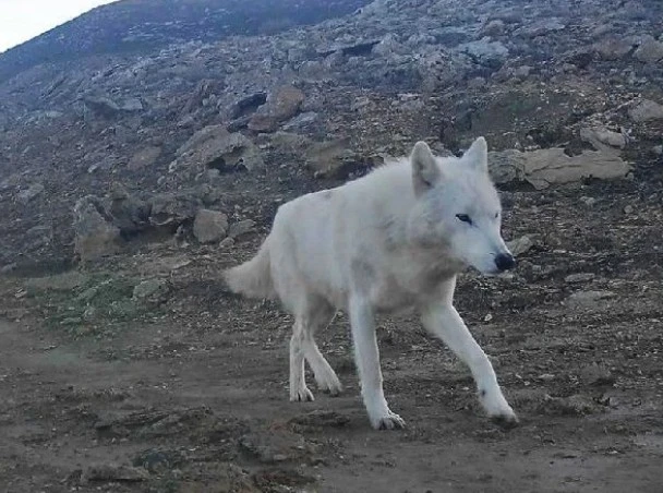 ۇستىرتتەگى اق قاسقىر