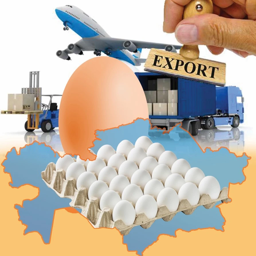 قۇس جۇمىرتقاسى جەتكىلىكتى مە؟