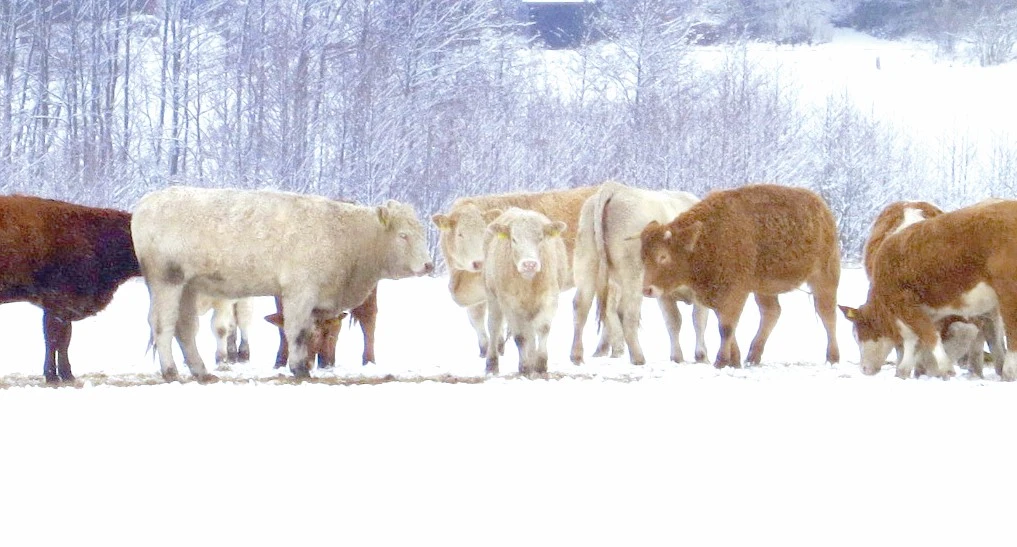 مال باعۋعا جايىلىم تاپشى