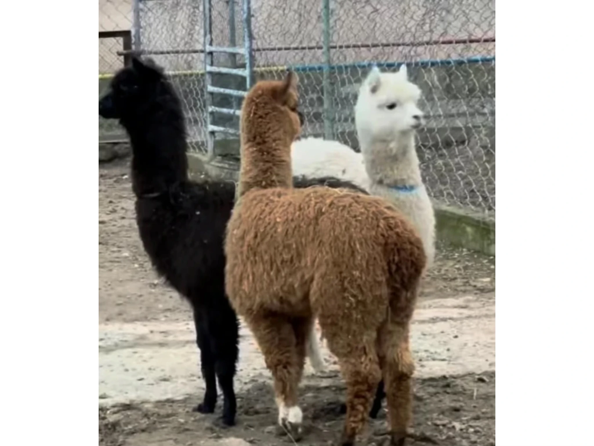 شىمكەنت زووباعى جاڭا جانۋارلارمەن تولىقتى