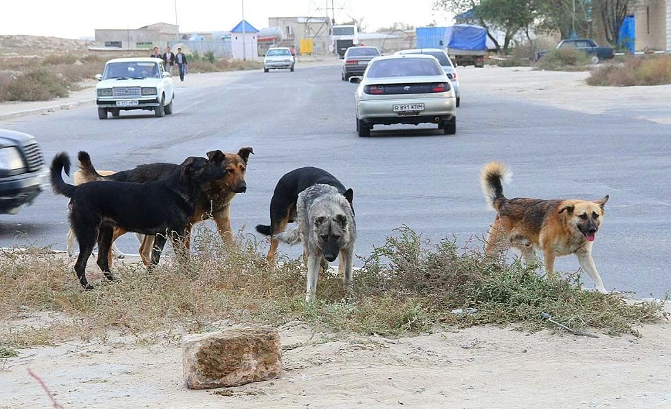 يەسىز يتتەر اۋلاندى